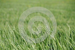 Green Wheat Field Detail