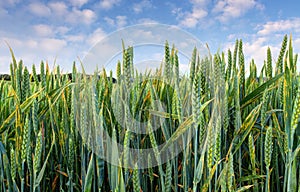 Green wheat field detail