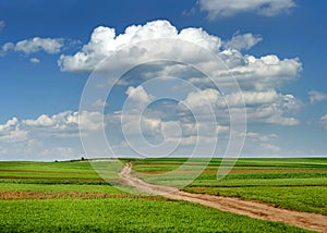 Green wheat field with dirt road in springtime with beautiful sky