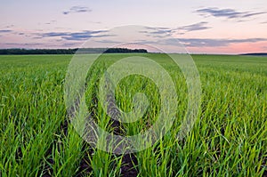 Green wheat field in early spring and the edge of the forest on