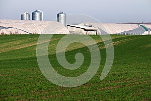 Green wheat field and farm