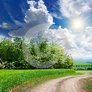 Green wheat field, flowering acacia and bright sun on a cloudy sky