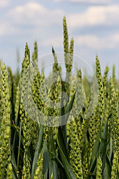 Green wheat field. Green background with wheat. Young green wheat seedlings growing on a field. Agricultural field on which grow