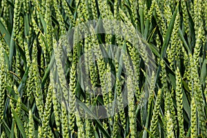 Green wheat field. Green background with wheat. Young green wheat seedlings growing on a field. Agricultural field on which grow