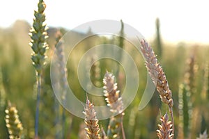 Green wheat field. A green ear of corn close-up. Selective focus, blurred background.