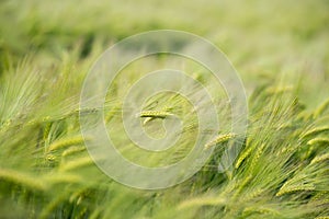 Green wheat field. green grass in the wind. field of wheat photo