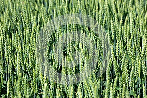 Green wheat field. Growing grain crops in agriculture