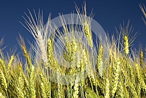 Green wheat field before harvest