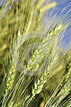 Green wheat field before harvest