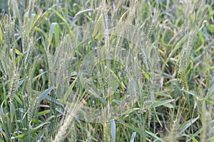 Green Wheat field in an Indian farm