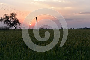 Green Wheat field in an Indian farm with sunset in the backdrop