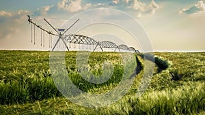 Green Wheat Field with Irrigation System