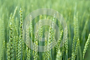 Green wheat field. Juicy fresh ears of young green wheat on nature in spring or summer field. Ears of green wheat close up