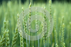 Green wheat field. Juicy fresh ears of young green wheat on nature in spring or summer field. Ears of green wheat close up