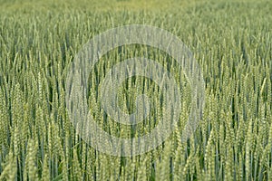 Green wheat field. Juicy fresh ears of young green wheat on nature in spring or summer field. Ears of green wheat close up