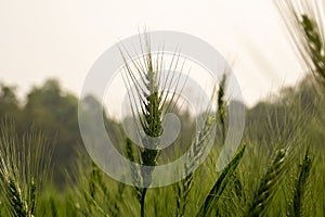 Green wheat field landscape. A vast field filled with green grains of wheat. Closeup image of large wheat grain
