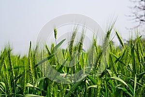 Green wheat field landscape. A vast field filled with green grains of wheat. Closeup image of large wheat grain. Bangladesh is an