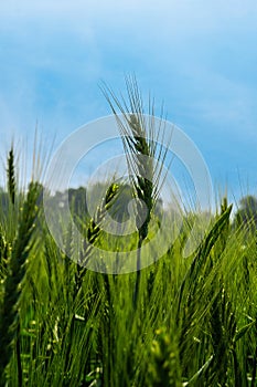 Green wheat field landscape. A vast field filled with green grains of wheat. Closeup image of large wheat grain. Bangladesh is an