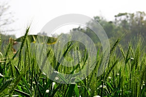 Green wheat field landscape. A vast field filled with green grains of wheat. Closeup image of large wheat grain. Bangladesh is an