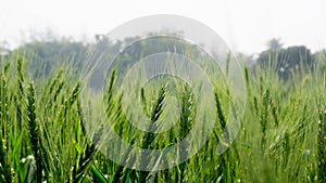 Green wheat field landscape. A vast field filled with green grains of wheat. Closeup image of large wheat grain. Bangladesh is an