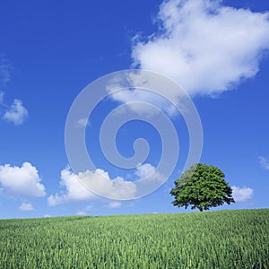 Green wheat field and lone tree