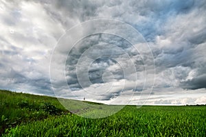 Green wheat field with low clouds and dramatic clouds after sunset. Rich contrast