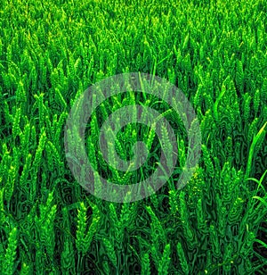 Green, wheat and field or nature environment or countryside agriculture with sustainability harvest, vegetation or