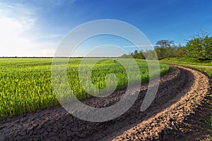 Green wheat field near irrigation canal