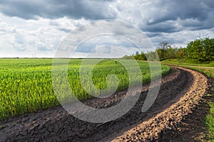 Green wheat field near irrigation canal