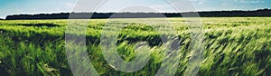 Green wheat field panorama