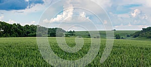 Green wheat field panorama with scenic cloudy sky