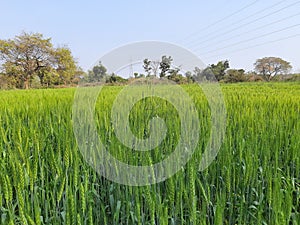 Green wheat field. Panoramic view of green field of wheat a clear sunny day. Meadow and blue sky.