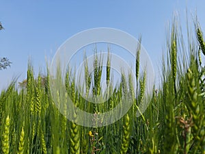 Green wheat field. Panoramic view of green field of wheat a clear sunny day.
