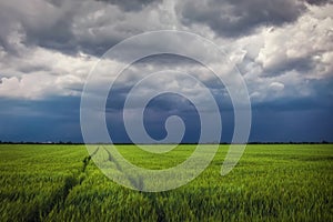 Green Wheat Field with Road and Stormy Cloudy Sky. Dramatic Landscape. Composition of Nature