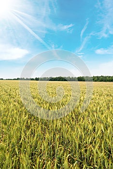 Wheat Field with Blue Sky and Clouds