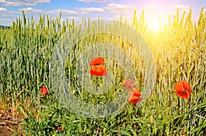 Green wheat field, and scarlet poppies and sunrise