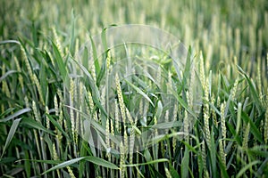 Green wheat field with spikelets in the foreground, organic cereal cultivation. Agronomics. Soft selective focus