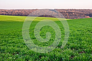 Green wheat field in spring. Agricultural landscape with a forest on the horizon