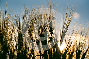 Green wheat on the field in spring. Selective focus, shallow DOF background