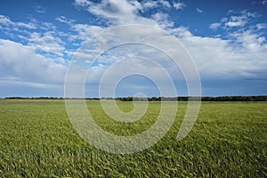 Green wheat field