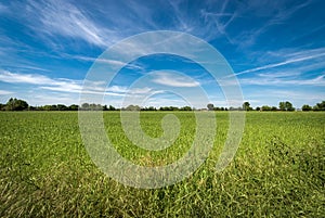 Green Wheat Field in Springtime - Padan Plain or Po valley Italy