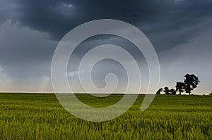 green wheat field and storm clouds in the summer day