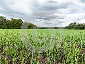 Green wheat field in sunlight, dramatic cloudy sky