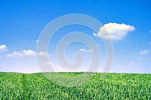 Green wheat field on sunny day