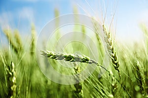 Green wheat field