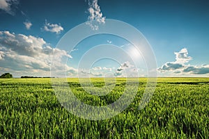 Green wheat field and sunny day