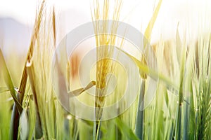 Agriculture: Fresh green cornfield on a sunny day, springtime