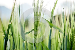 Agriculture: Fresh green cornfield on a sunny day, springtime