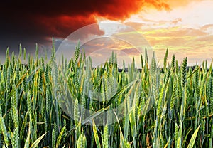 Green wheat field - sunset