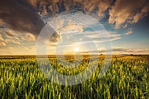 Green wheat field , sunset shot
